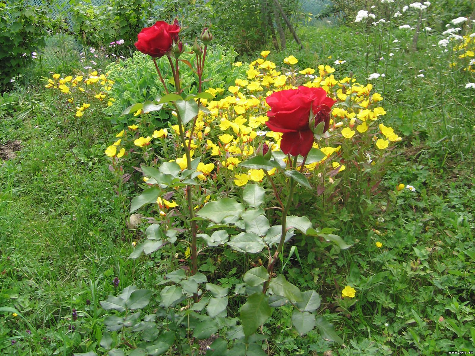  flowers flower    
