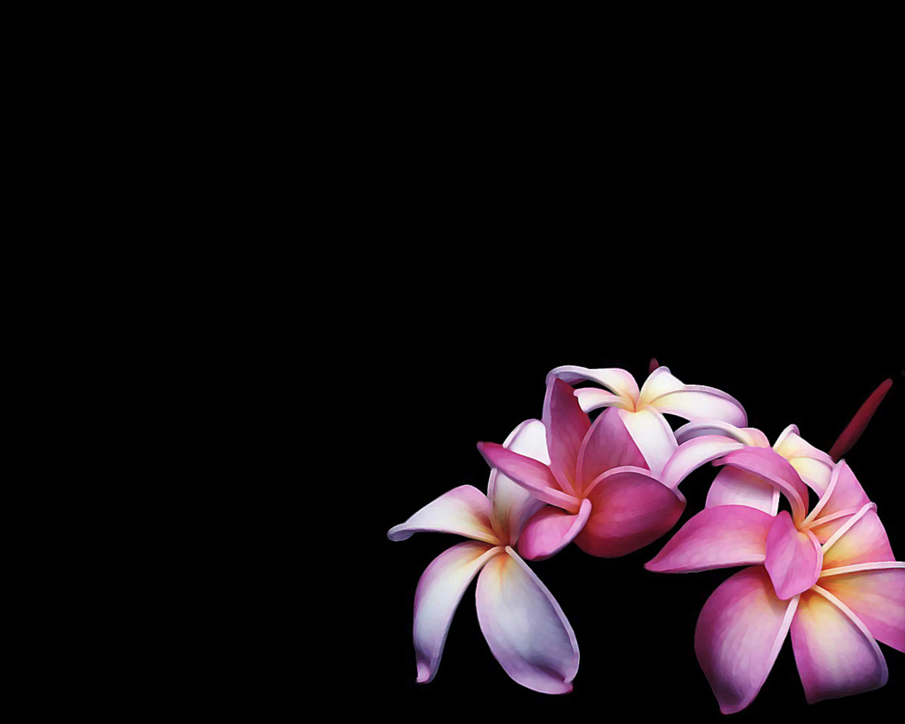  flowers flower    