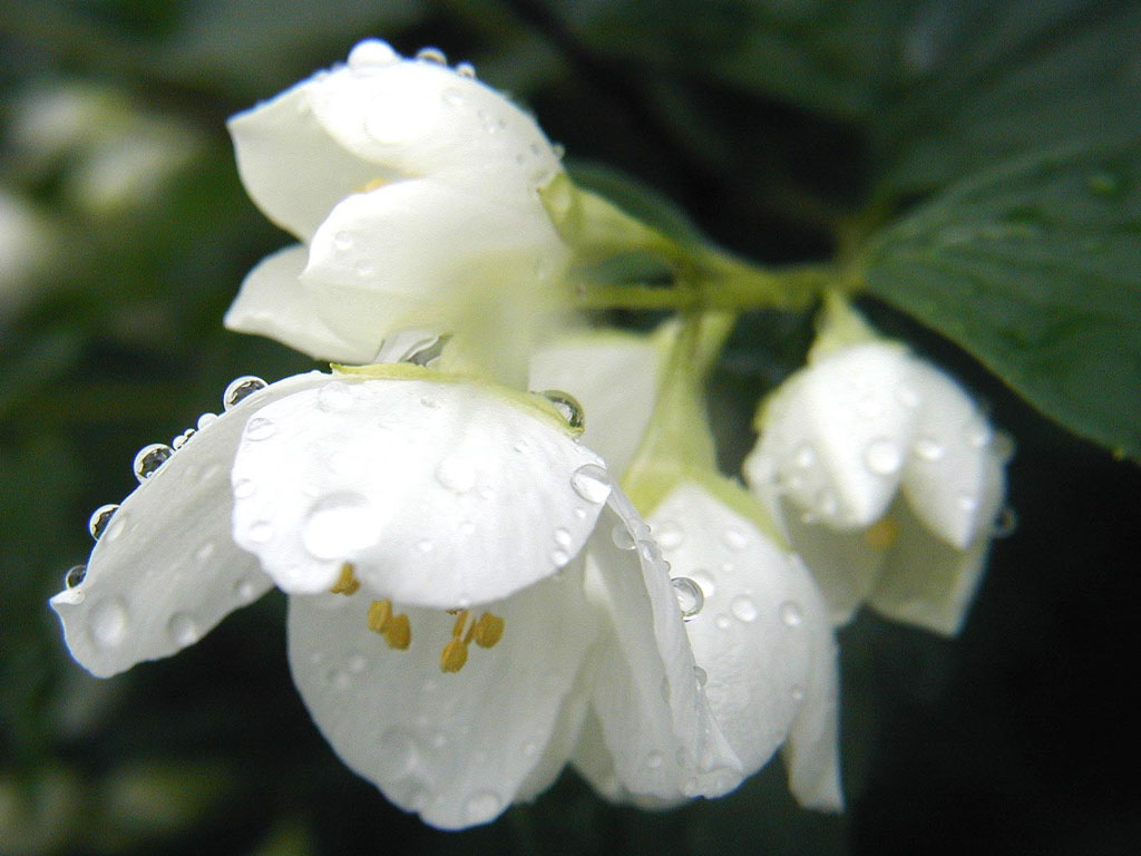  flowers flower    