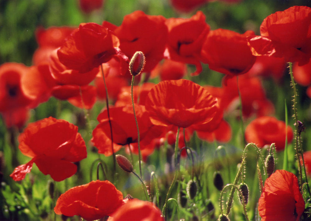  flowers flower    
