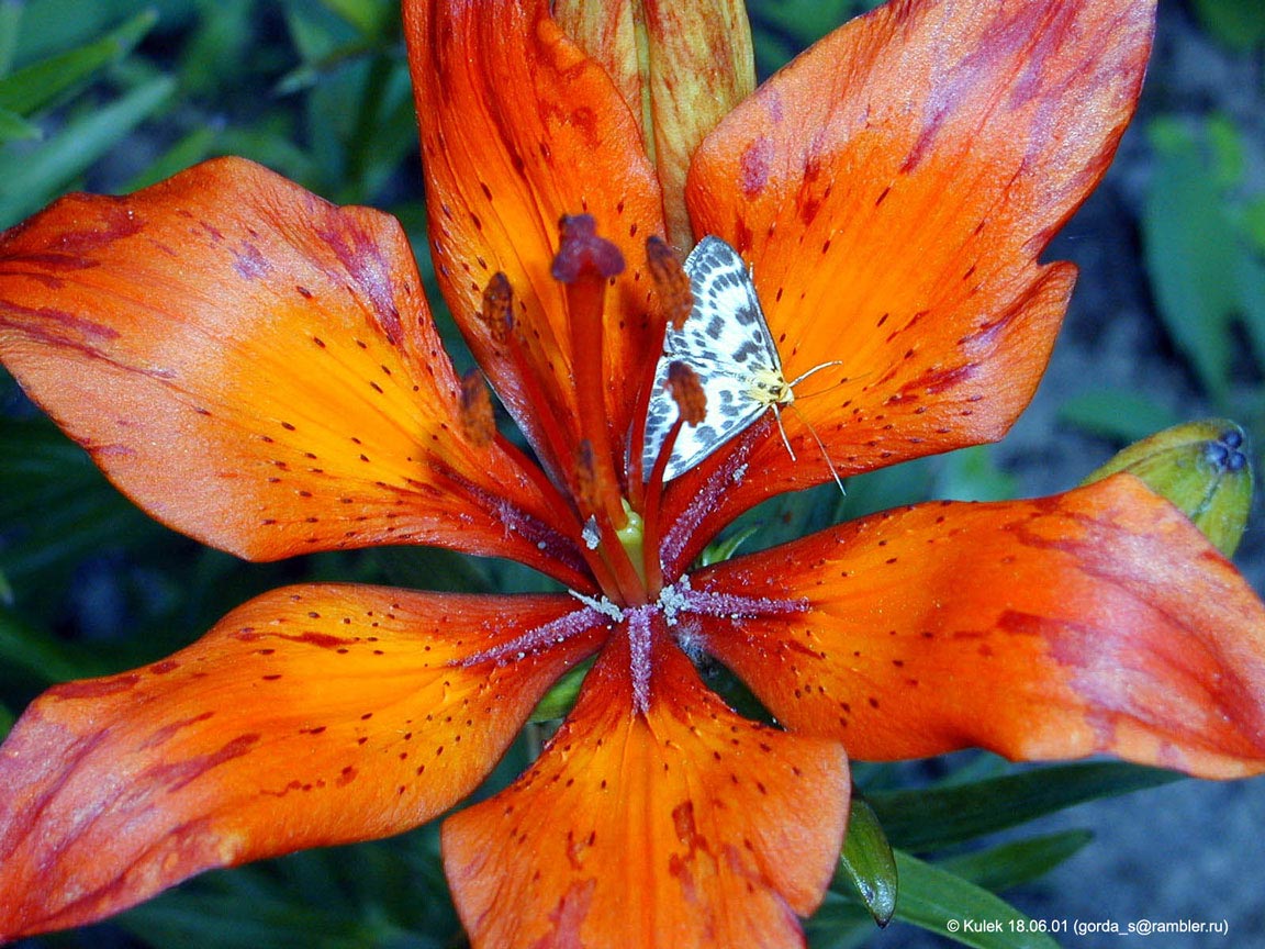  flowers flower    