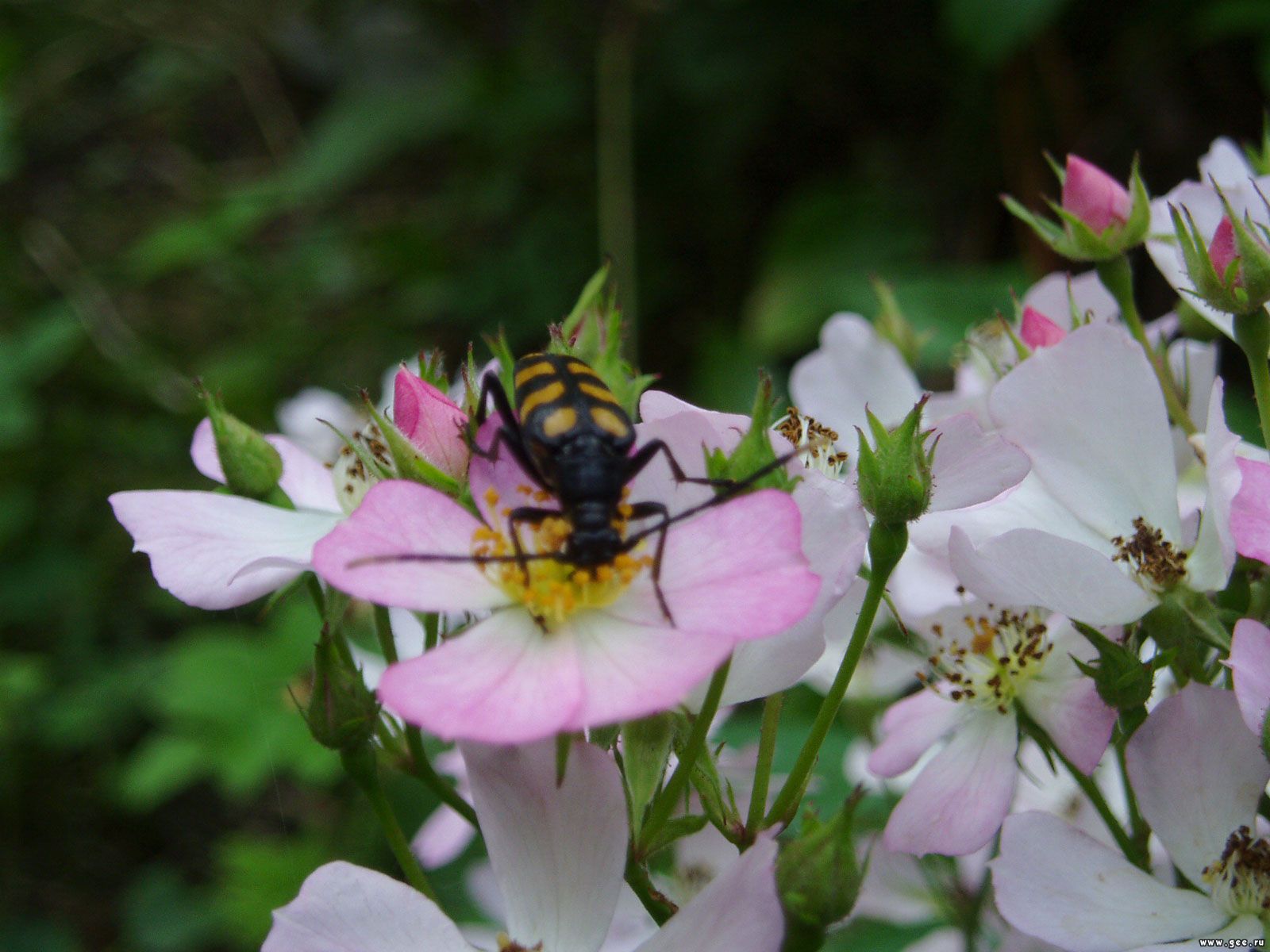  flowers flower    