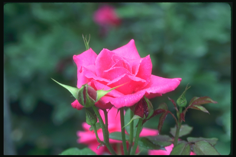  flowers flower    