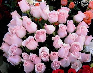  flowers flower    