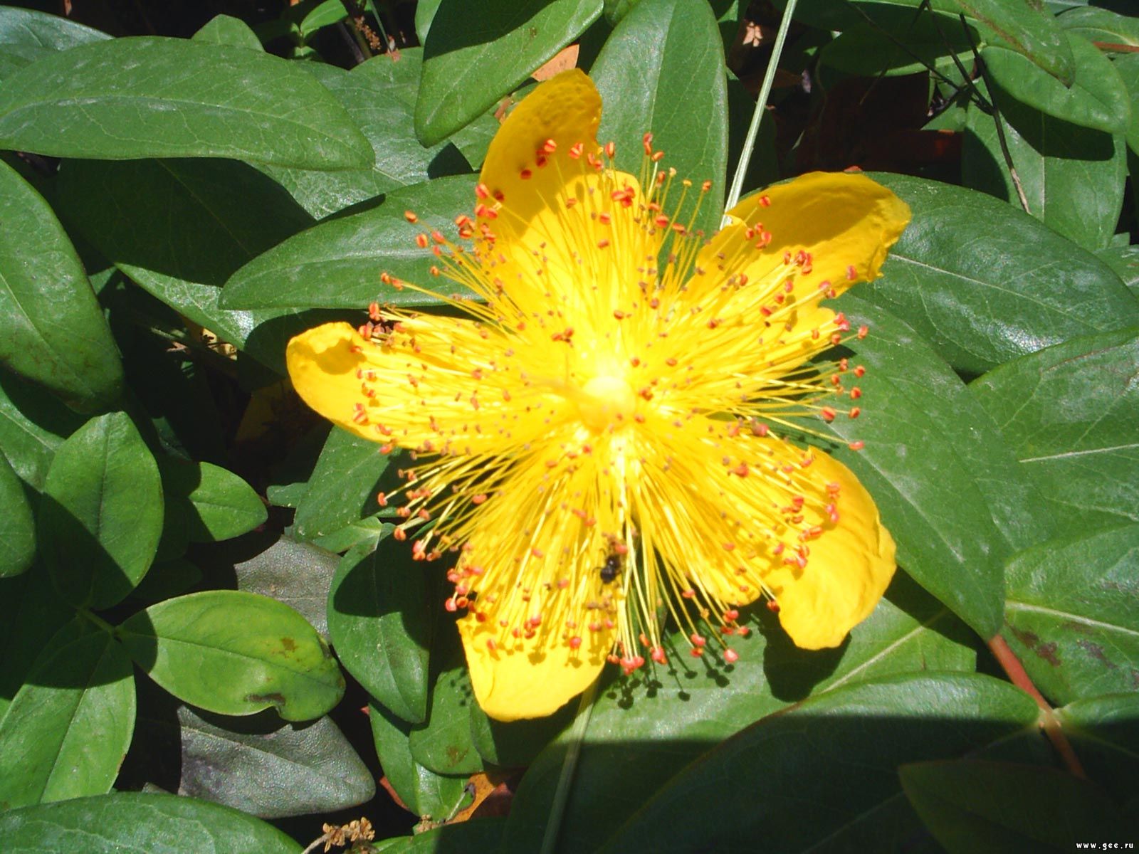  flowers flower    