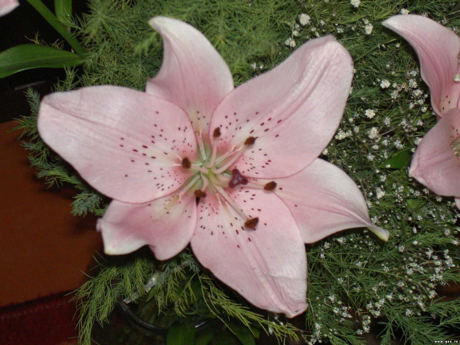  flowers flower    