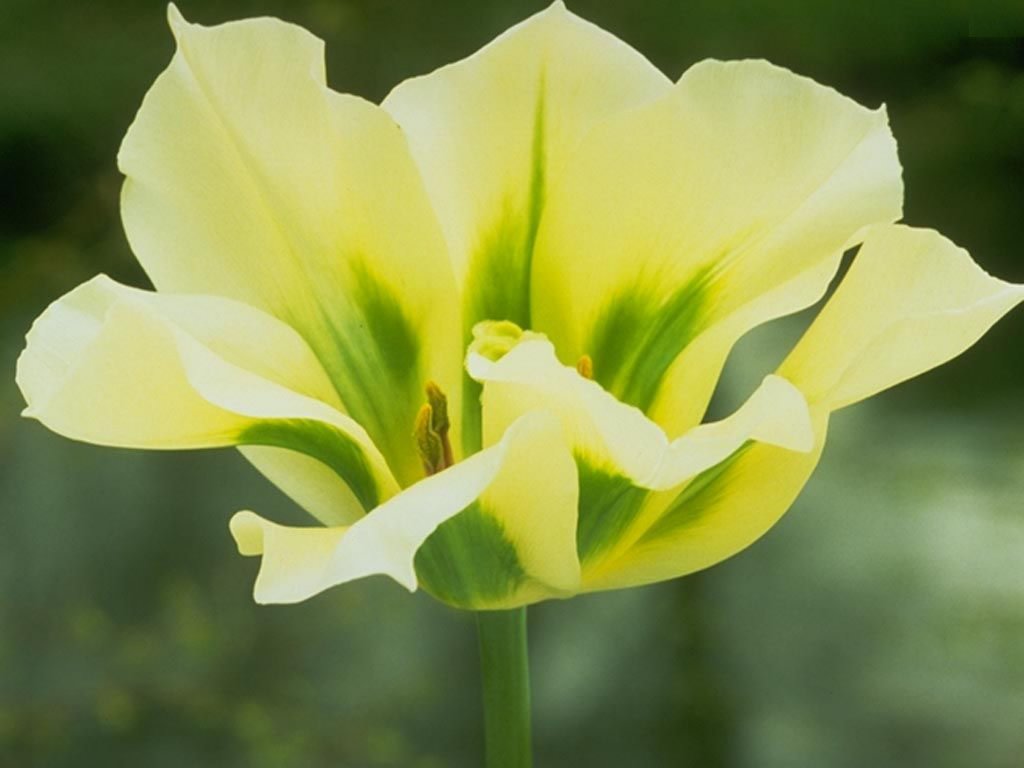  flowers flower    