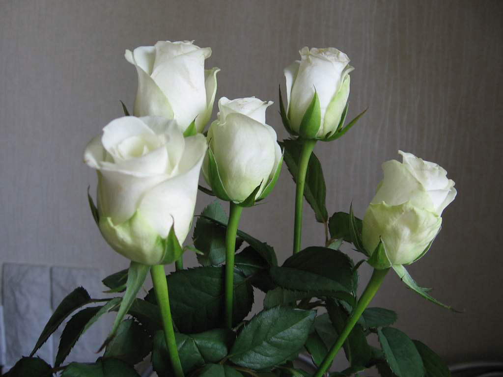  flowers flower    