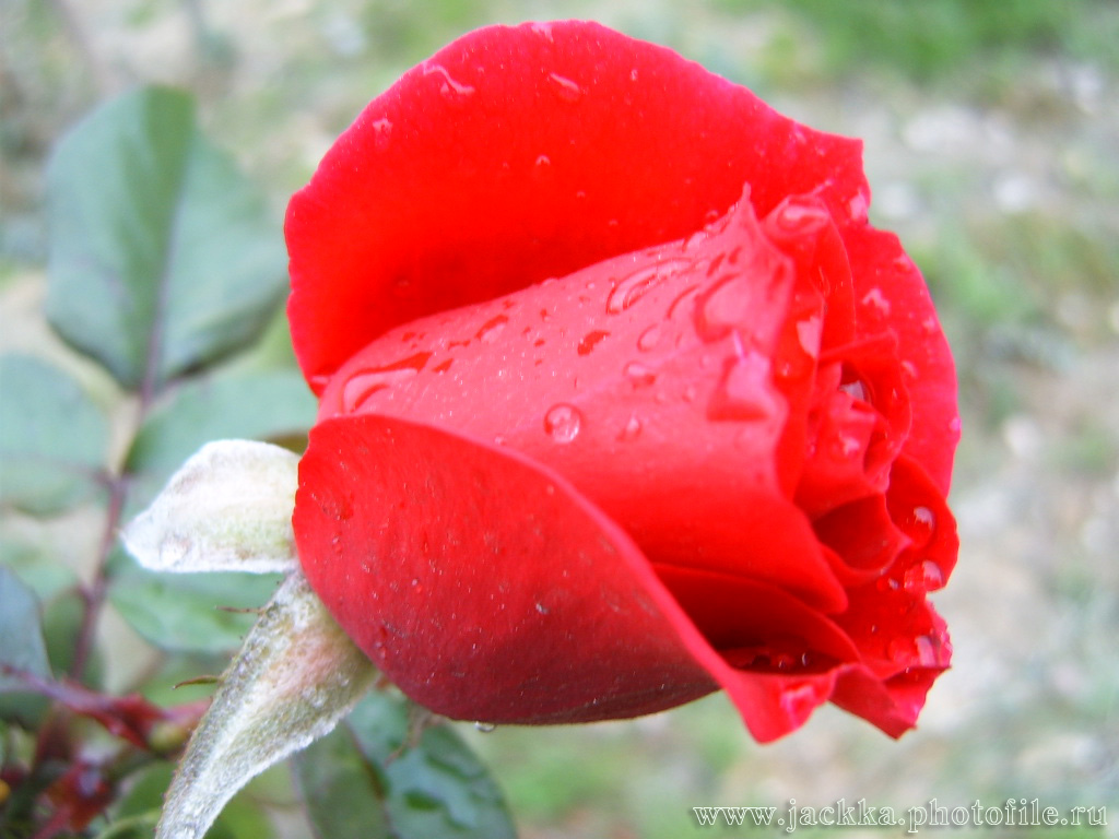  flowers flower    