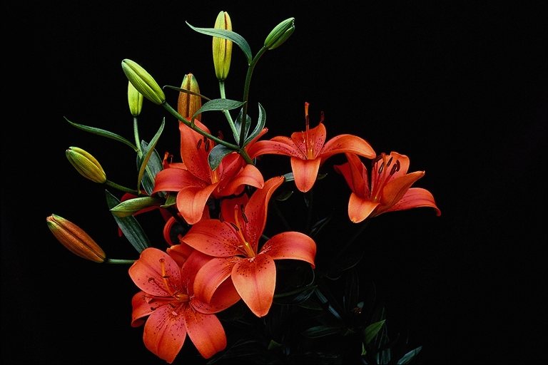  flowers flower    