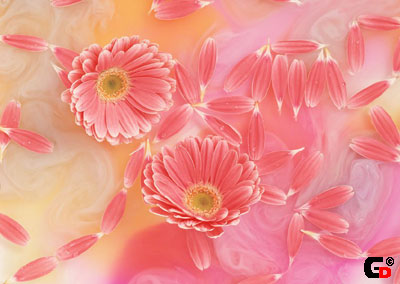  flowers flower    