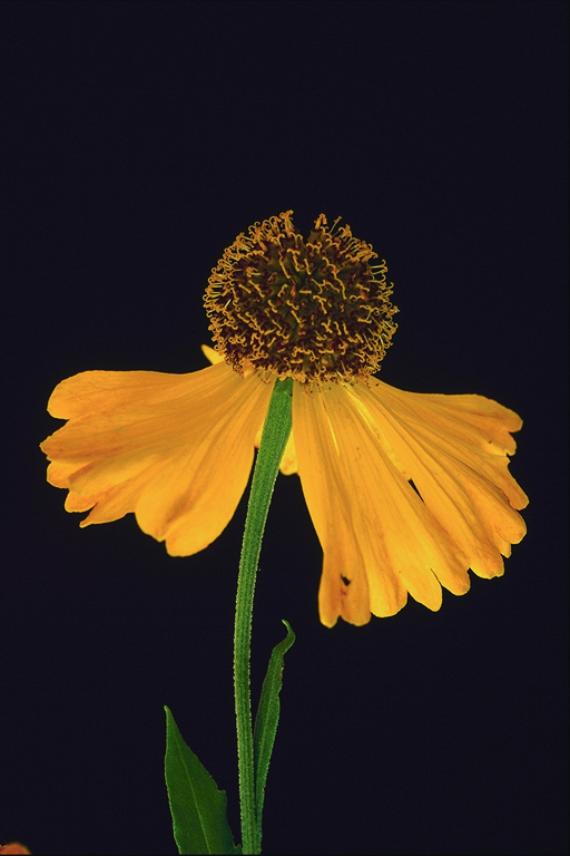  flowers flower    