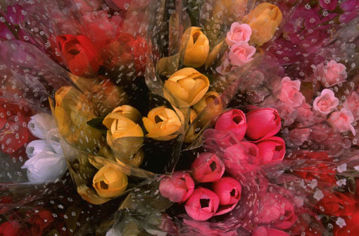  flowers flower    