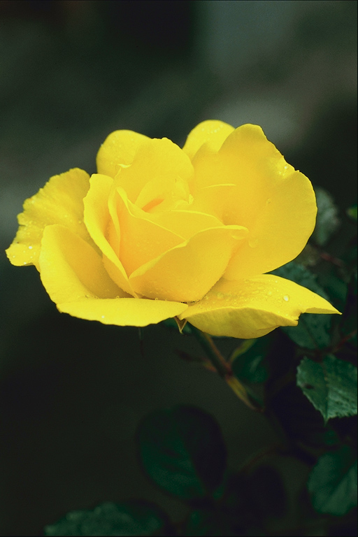 flowers flower    