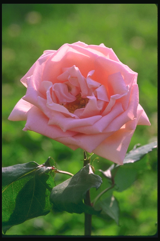 flowers flower    