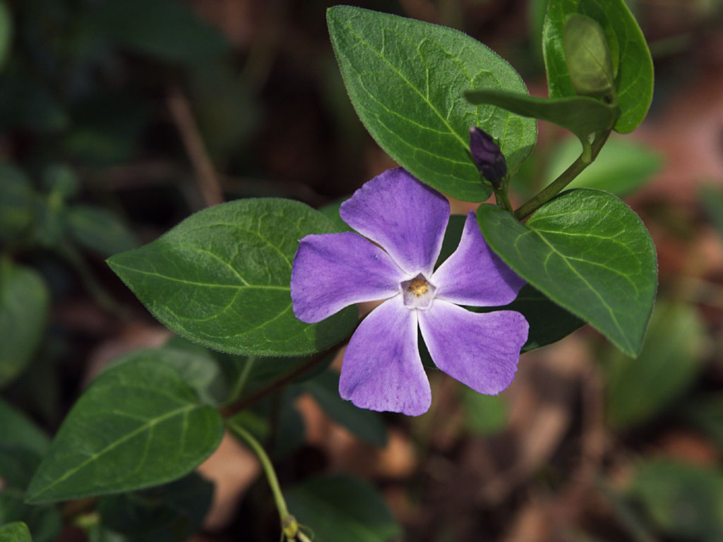  flowers flower    