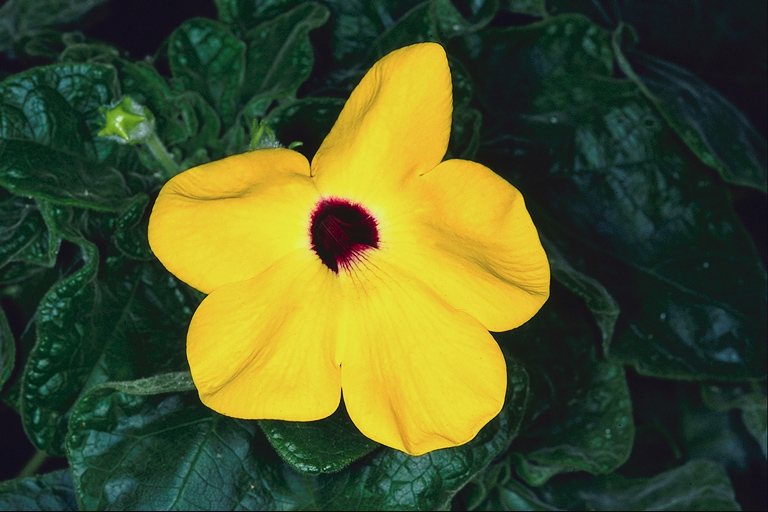  flowers flower    