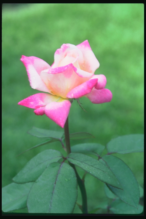  flowers flower    