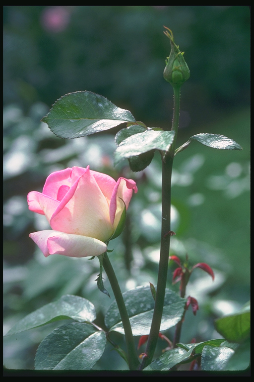  flowers flower    