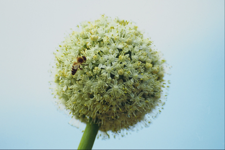  flowers flower    