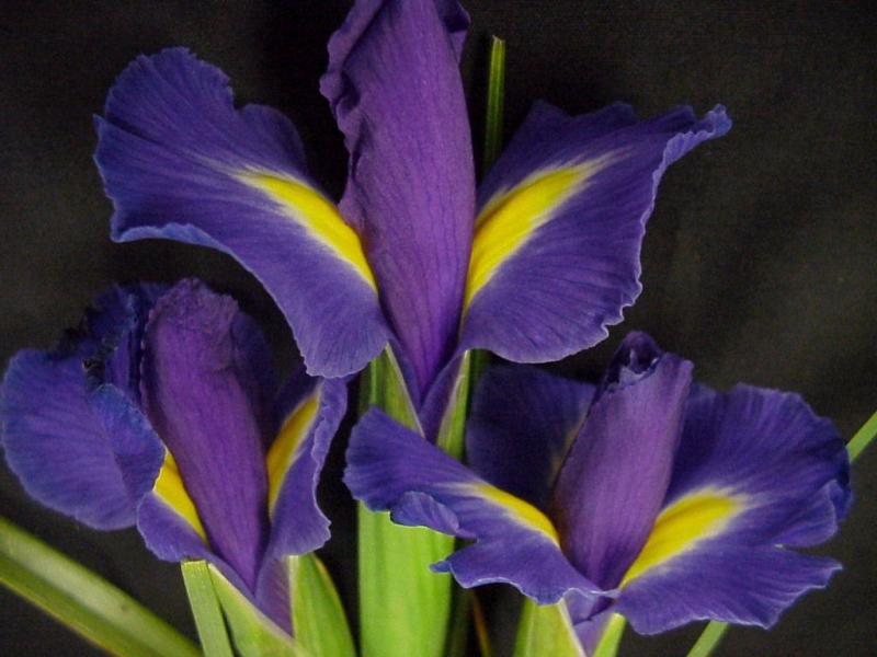  flowers flower    