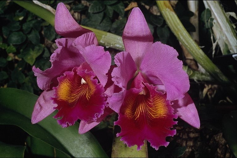  flowers flower    