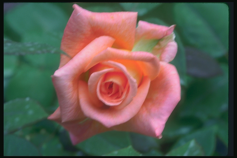  flowers flower    