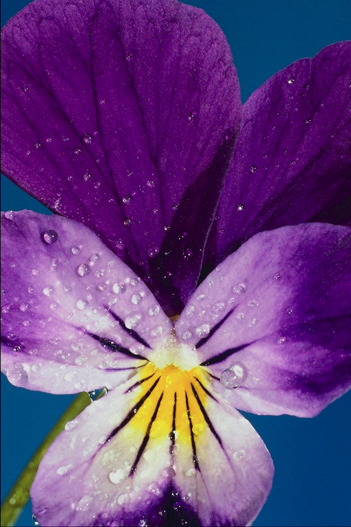  flowers flower    