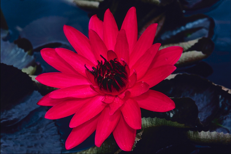  flowers flower    
