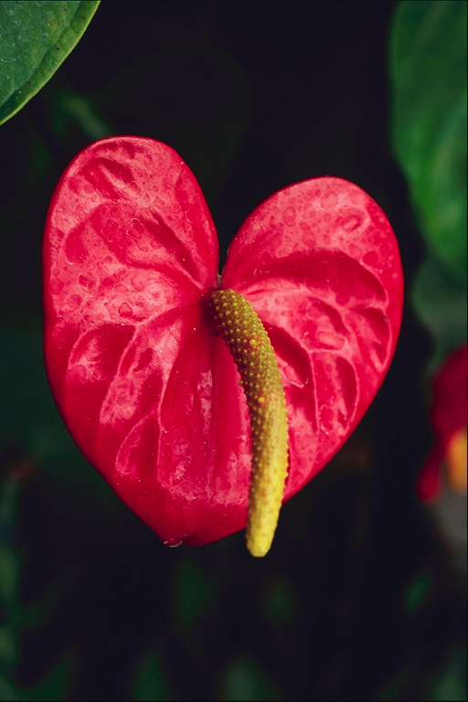  flowers flower    