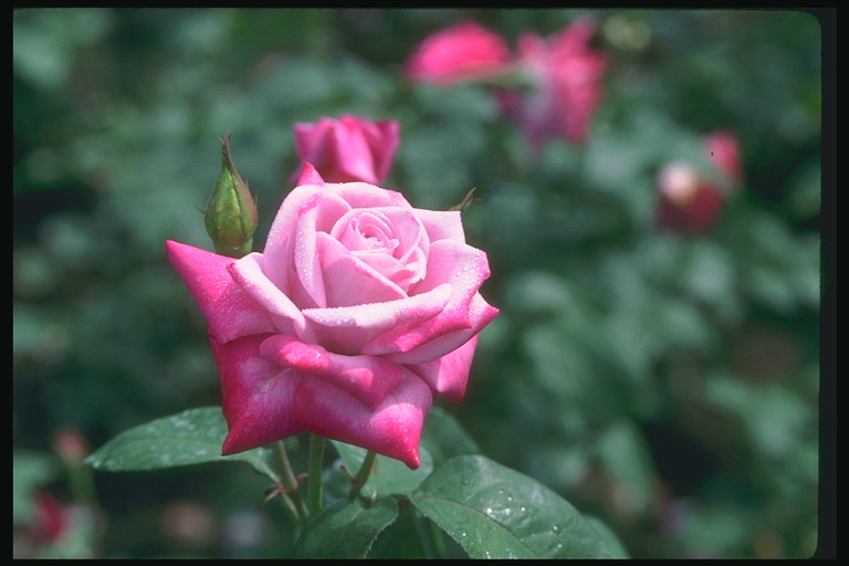  flowers flower    