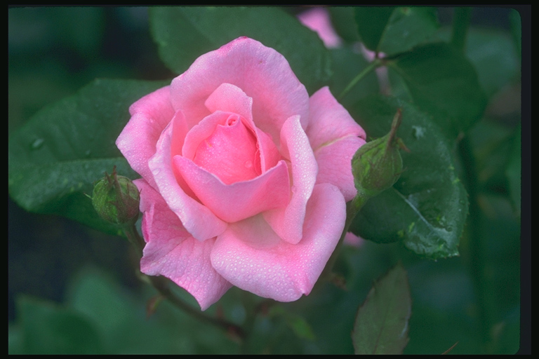  flowers flower    