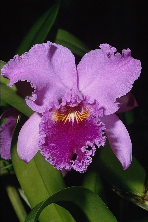  flowers flower    