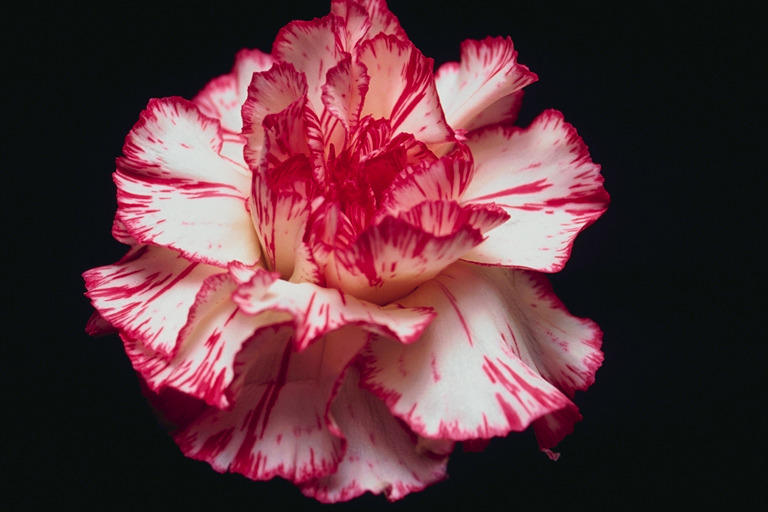  flowers flower    
