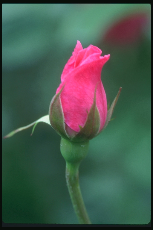  flowers flower    