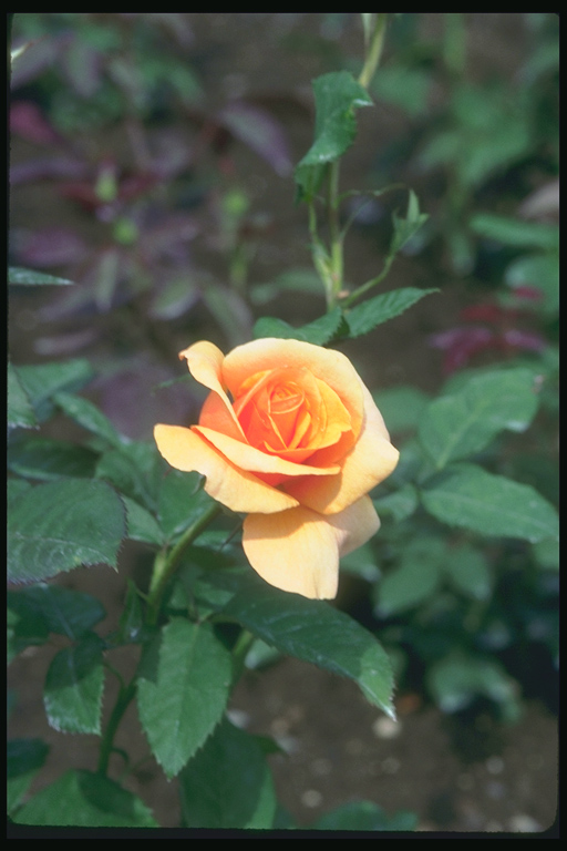  flowers flower    