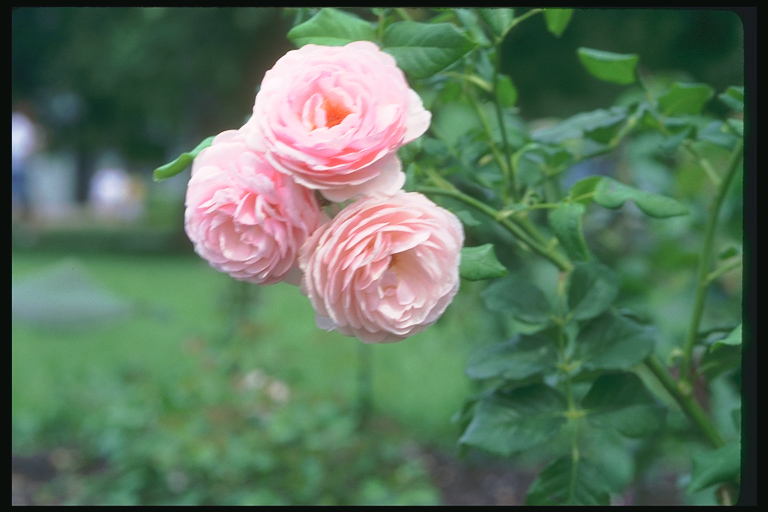  flowers flower    