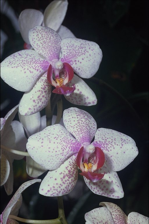  flowers flower    
