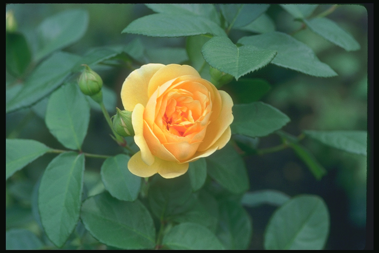  flowers flower    