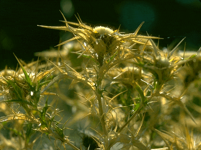  flowers flower    
