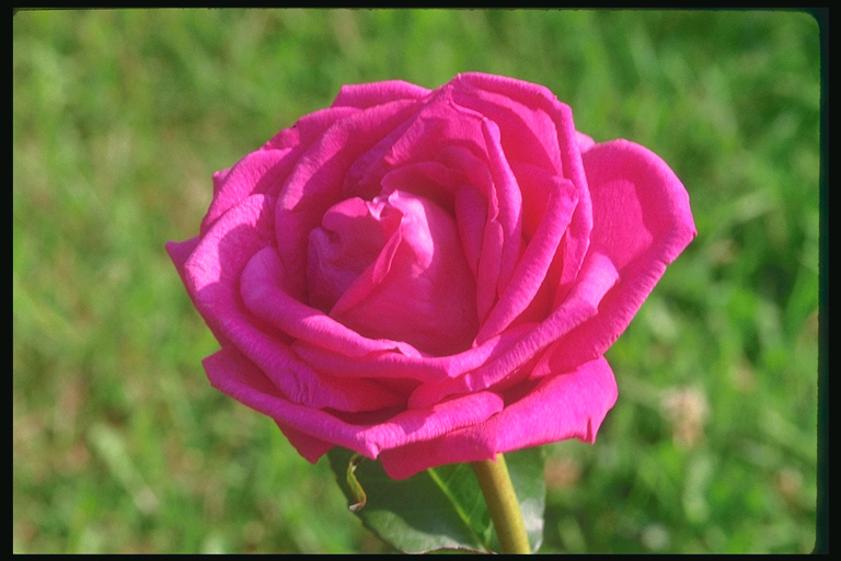  flowers flower    