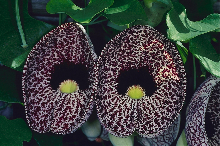  flowers flower    