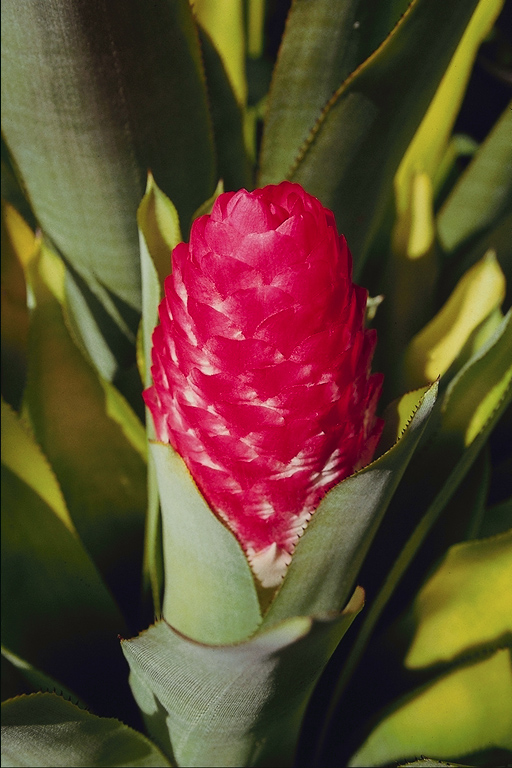  flowers flower    