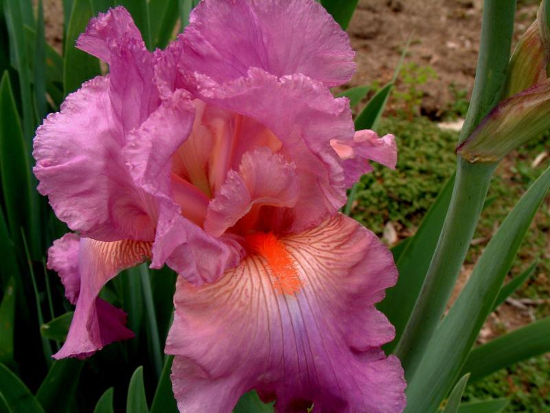  flowers flower    