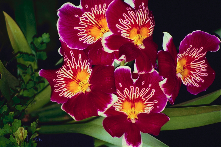  flowers flower    