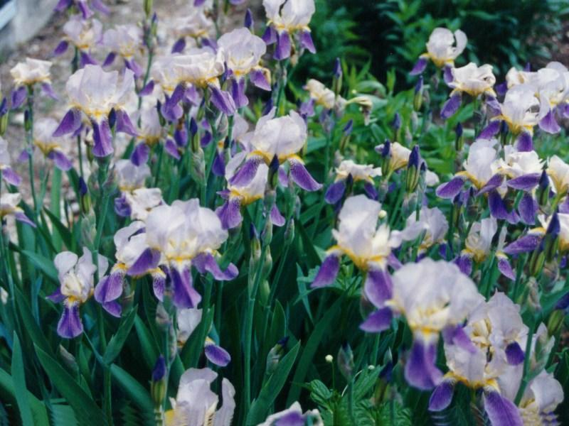 flowers flower    