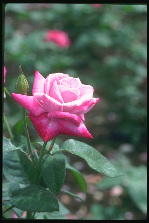  flowers flower    