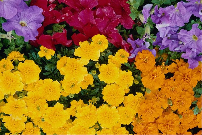  flowers flower    