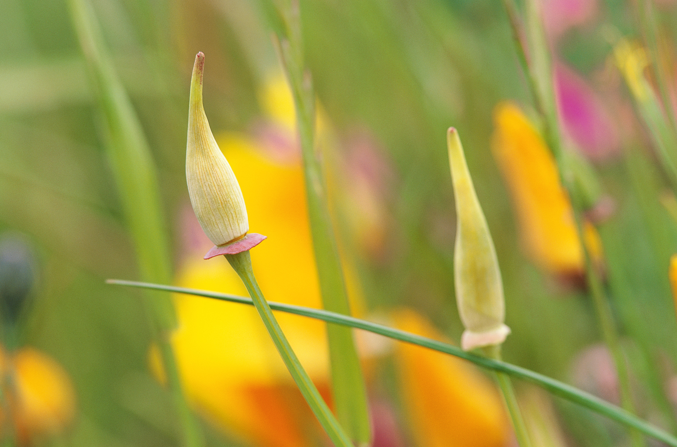  flowers flower    