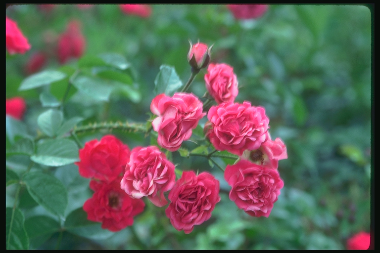  flowers flower    